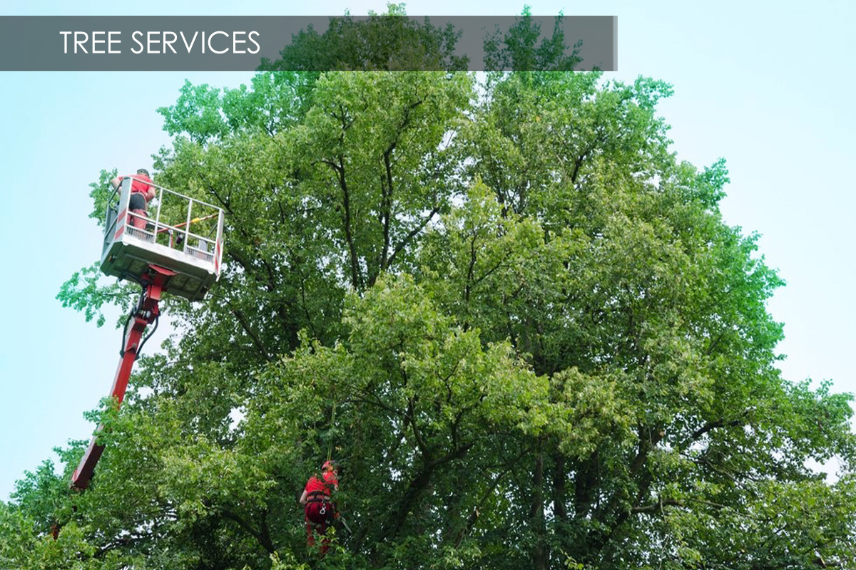 Slider-2025-Tree-Services